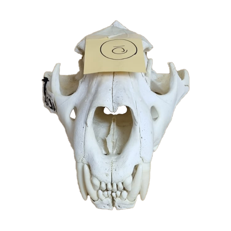 Lion Skull - LS15