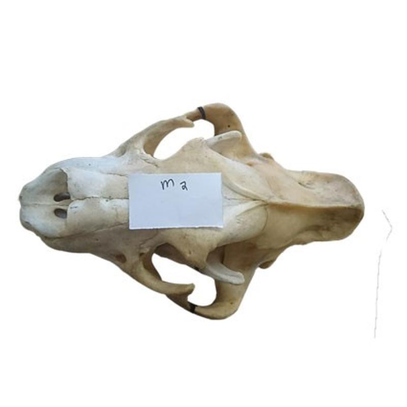 Lion Skull M2 - Image 2