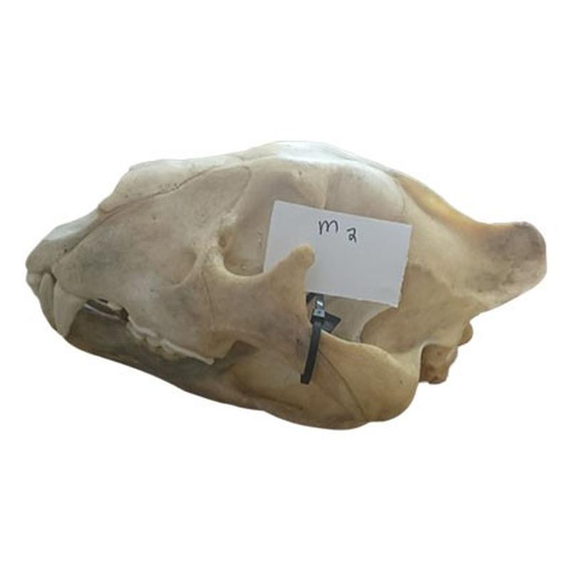 Lion Skull M2 - Image 3