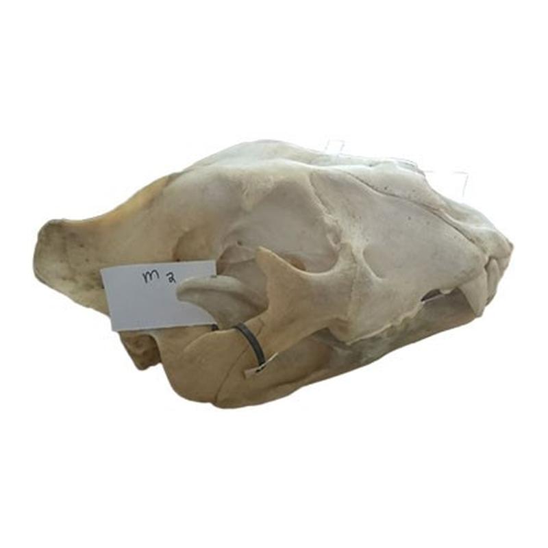 Lion Skull M2 - Image 4