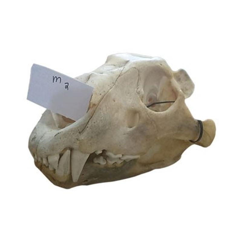 Lion Skull M2