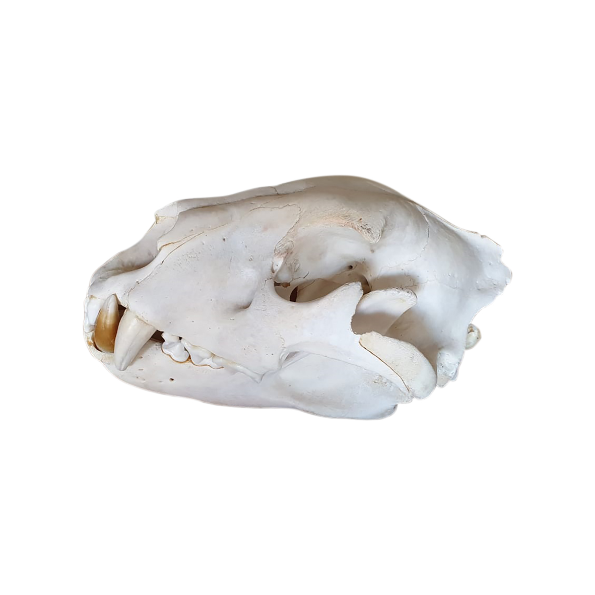 LION SKULL MOUNT LSMIW8 - Image 2