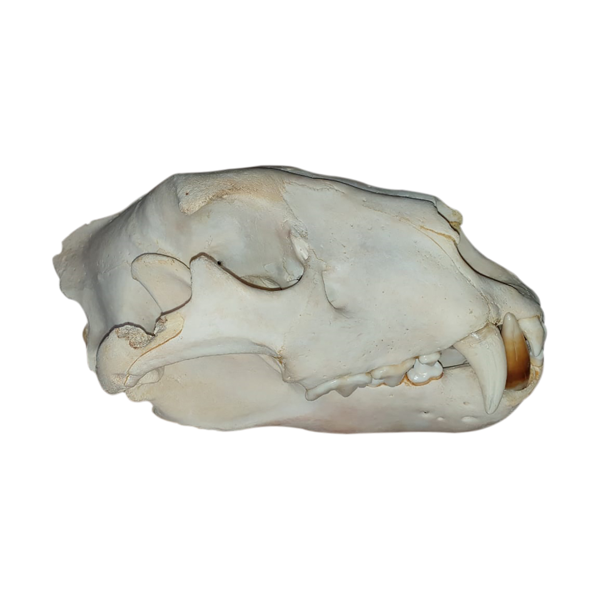 LION SKULL MOUNT LSMIW8 - Image 4