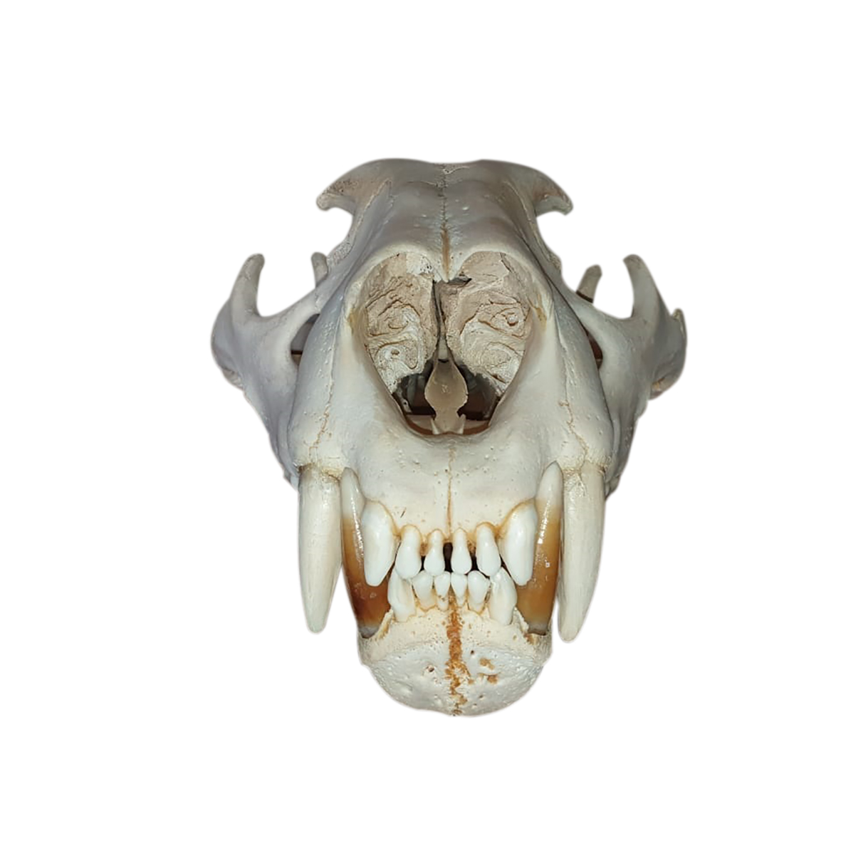 LION SKULL MOUNT LSMIW8
