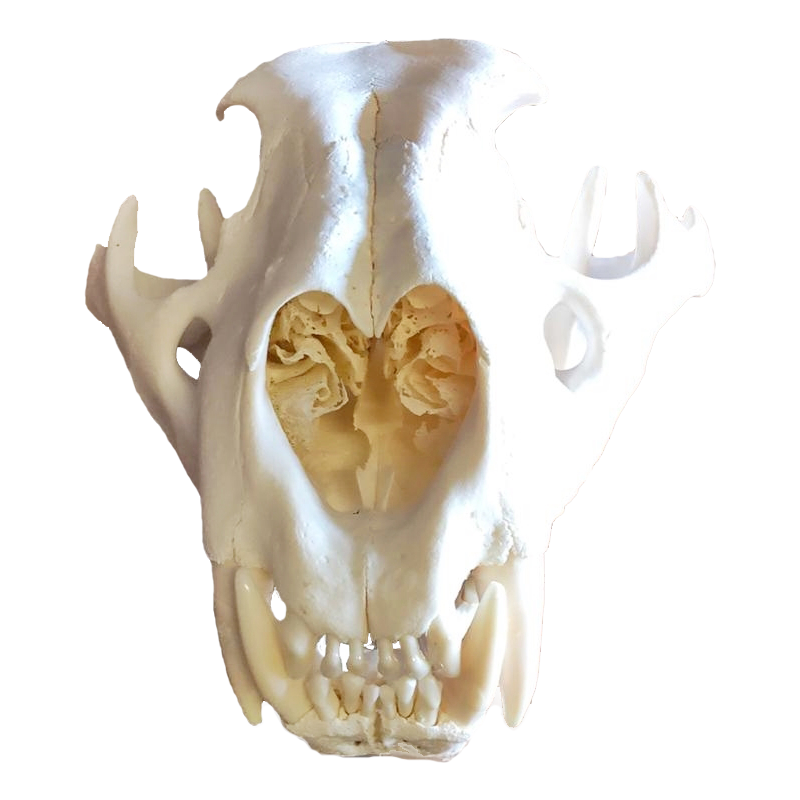 Lion Skull - LS100