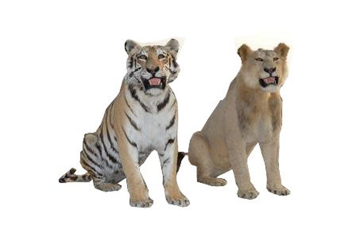 Lion Taxidermy Mounts LM1 - Image 2