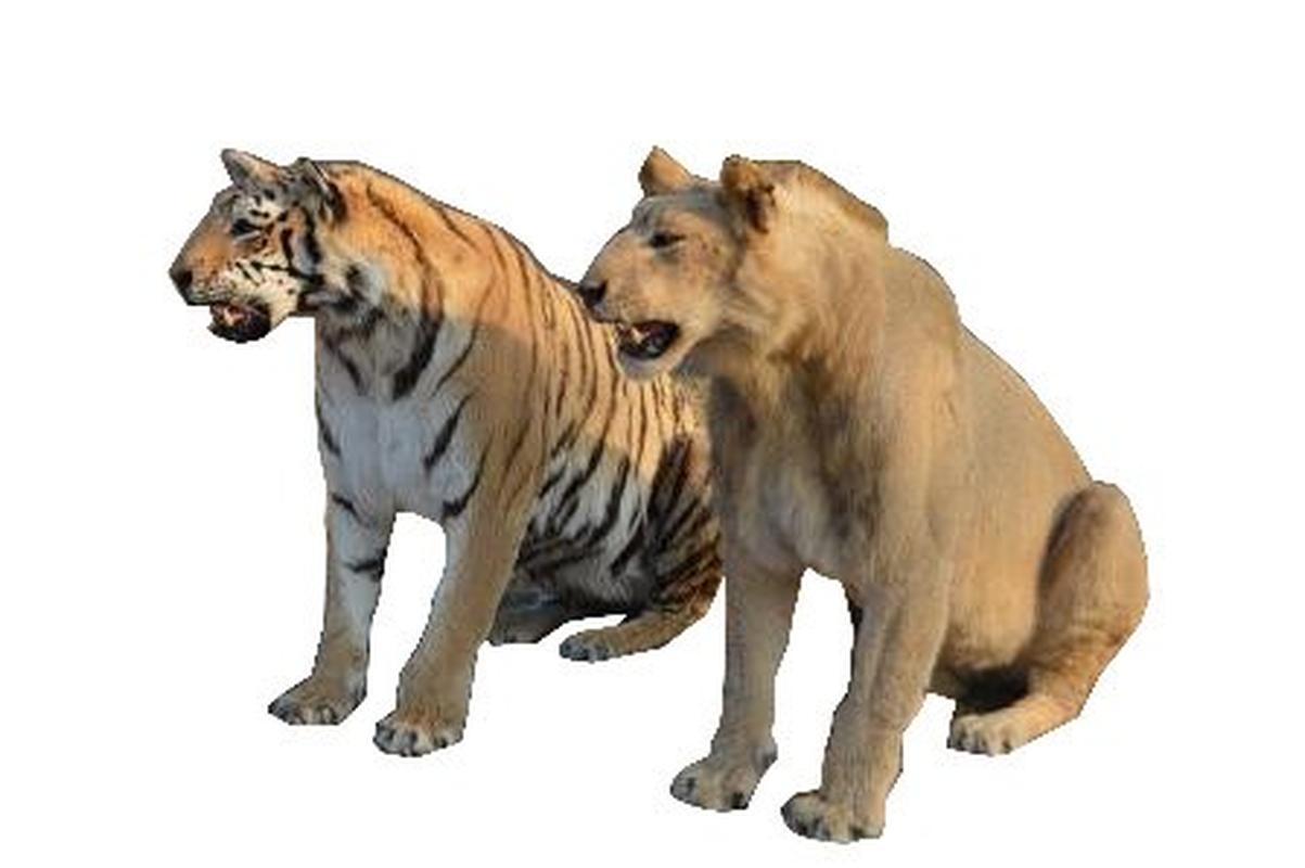 Lion Taxidermy Mounts LM1 - Image 3