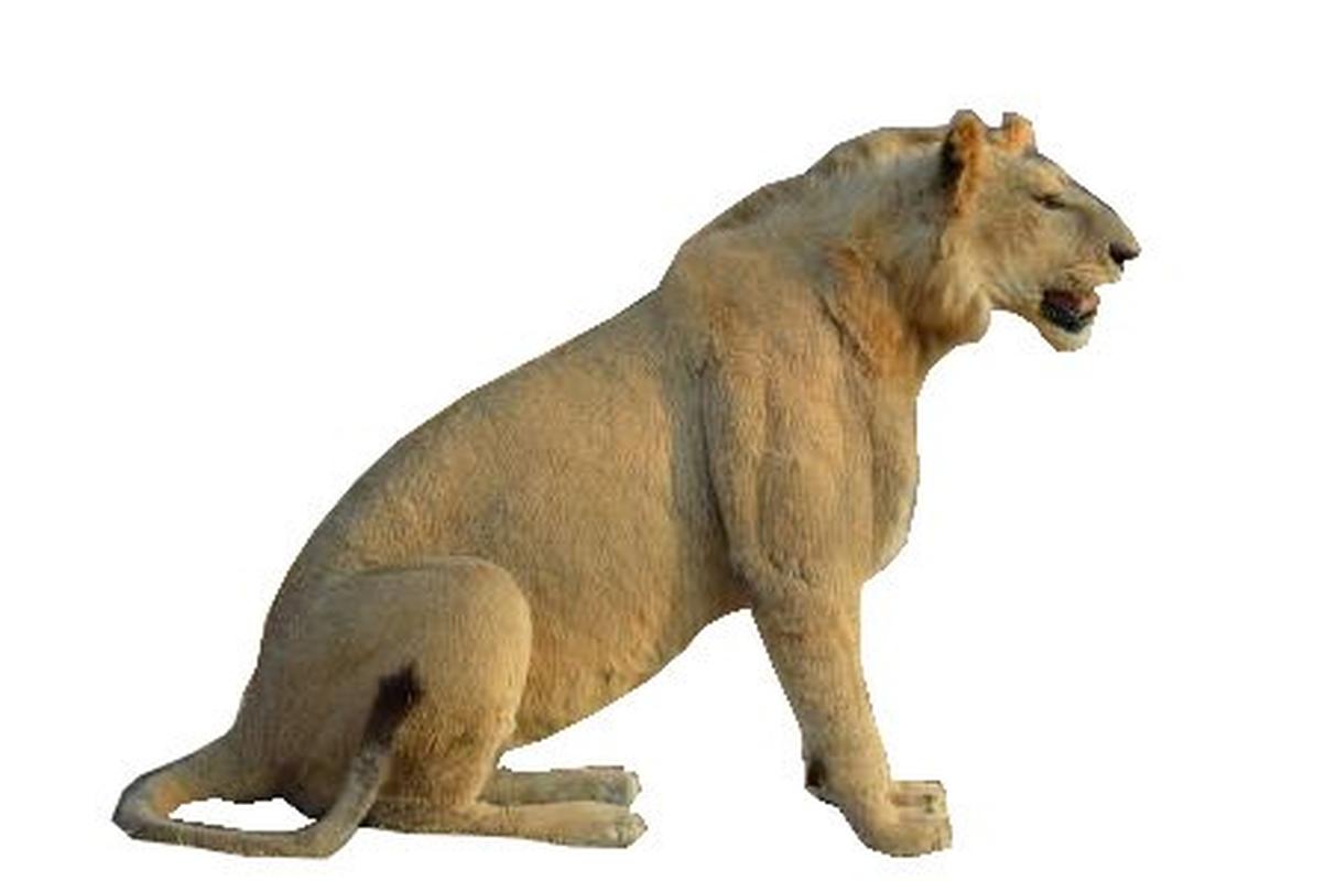 Lion Taxidermy Mounts LM1 - Image 4