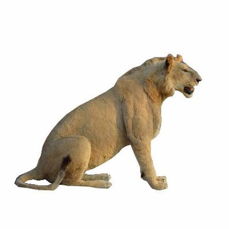 Lion Taxidermy Mounts LM1
