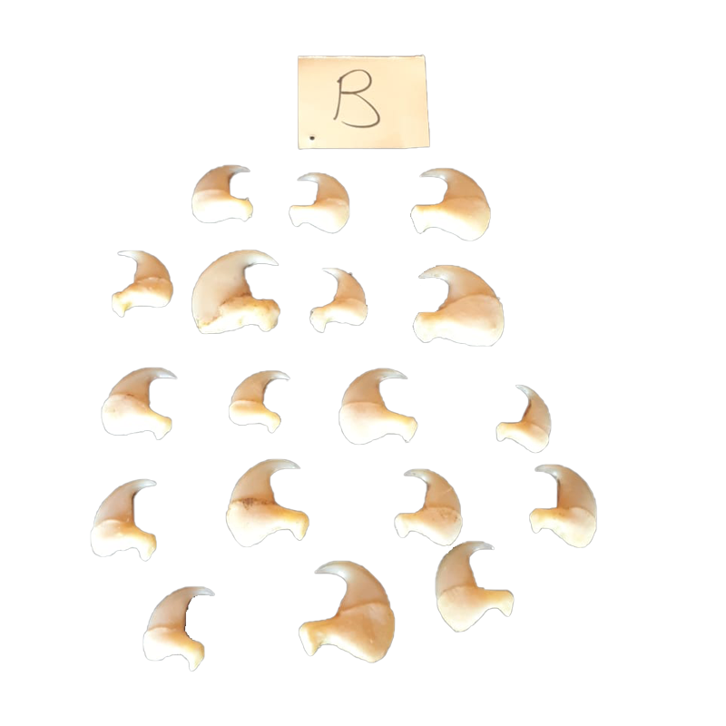 Lion Claws - LT2