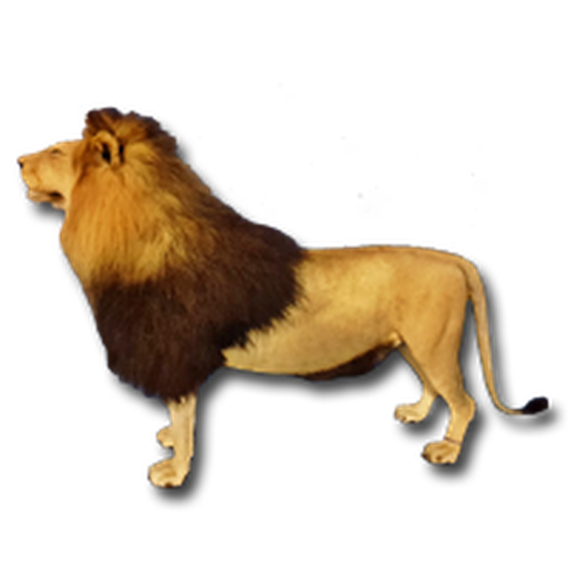Lion Full Mount - LFM101