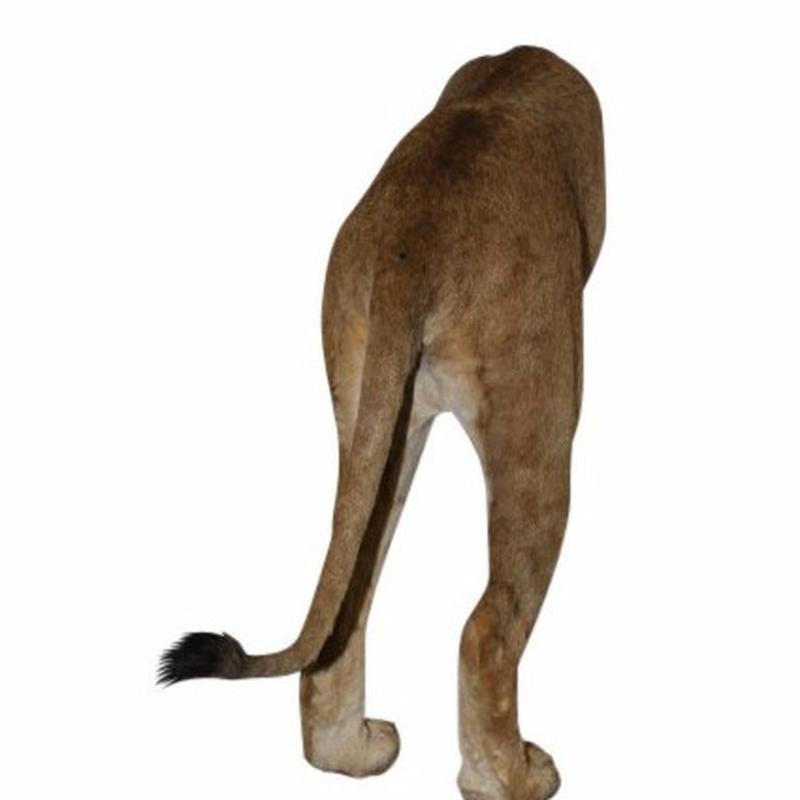 Lioness Back Mount LBM1