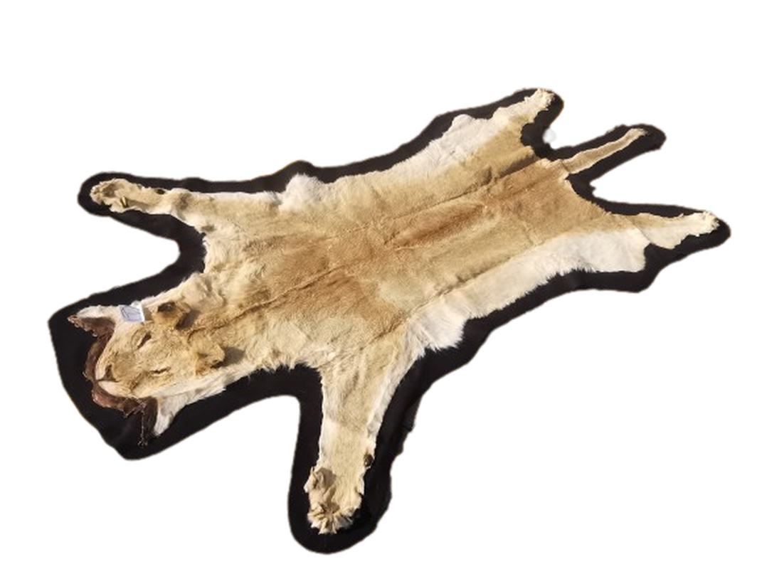 Lioness Flat Skin - LFS 1 - Image 2
