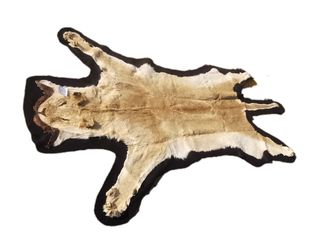 Lioness Flat Skin - LFS 1 - Image 3