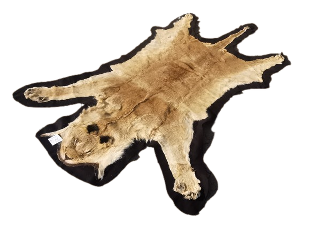 Lioness Flat Skin - LFS 3 - Image 2
