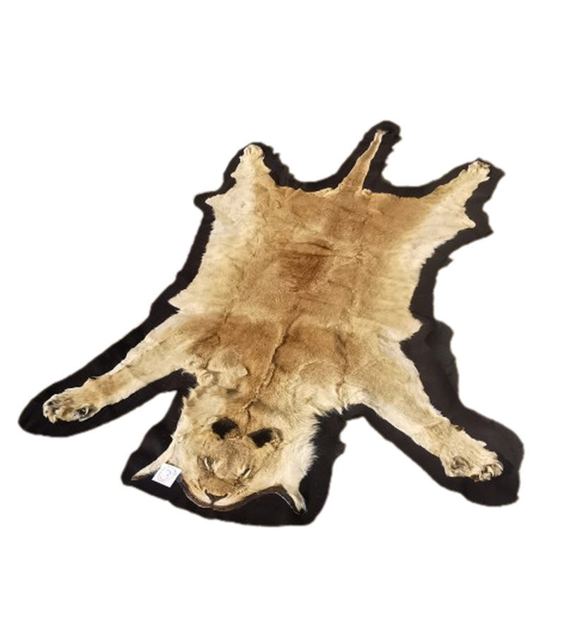 Lioness Flat Skin - LFS 3