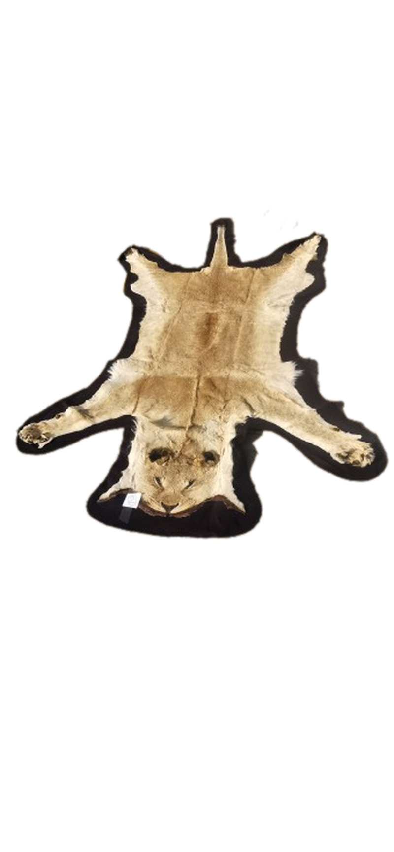 Lioness Flat Skin - LFS 2 - Image 2