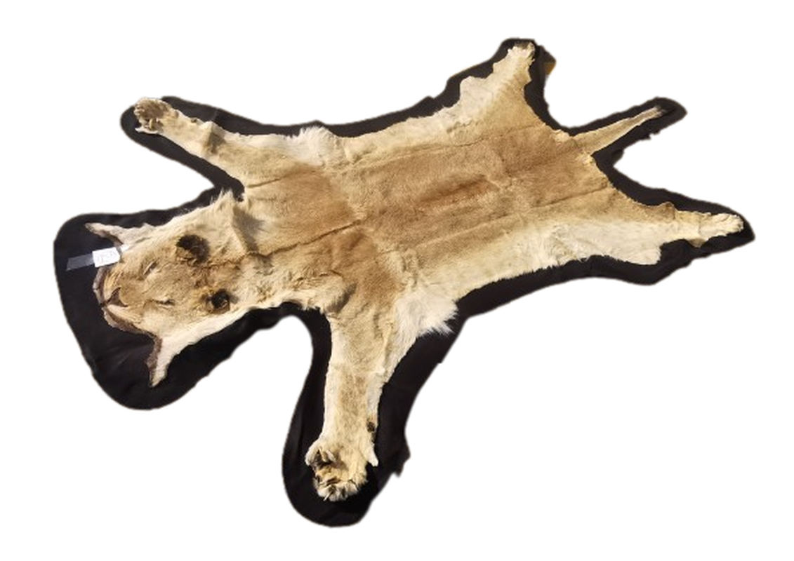 Lioness Flat Skin - LFS 2