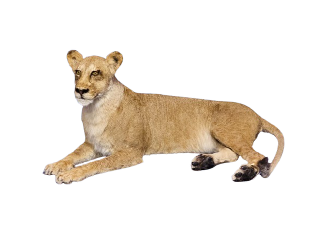 Lioness Full Mount 002 - Image 2