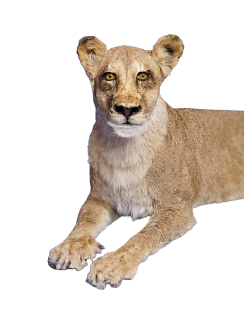 Lioness Full Mount 002 - Image 3