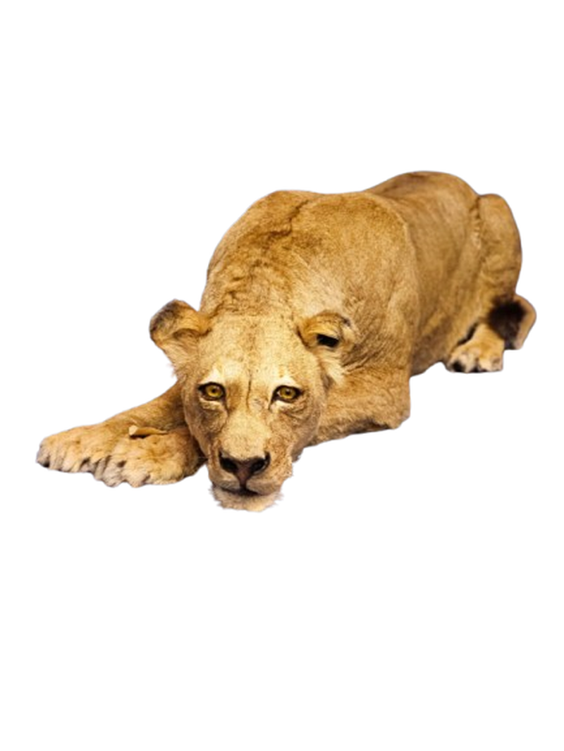 Lioness Full Mount 001 - Image 3