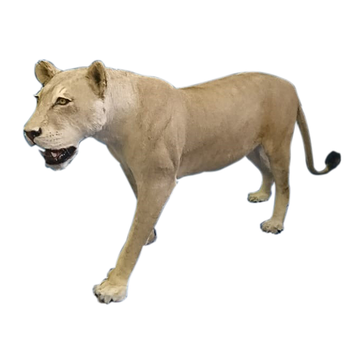 LIONESS FULL MOUNT LFM238 - Image 2