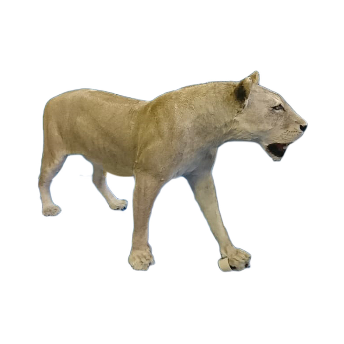 LIONESS FULL MOUNT LFM238 - Image 3