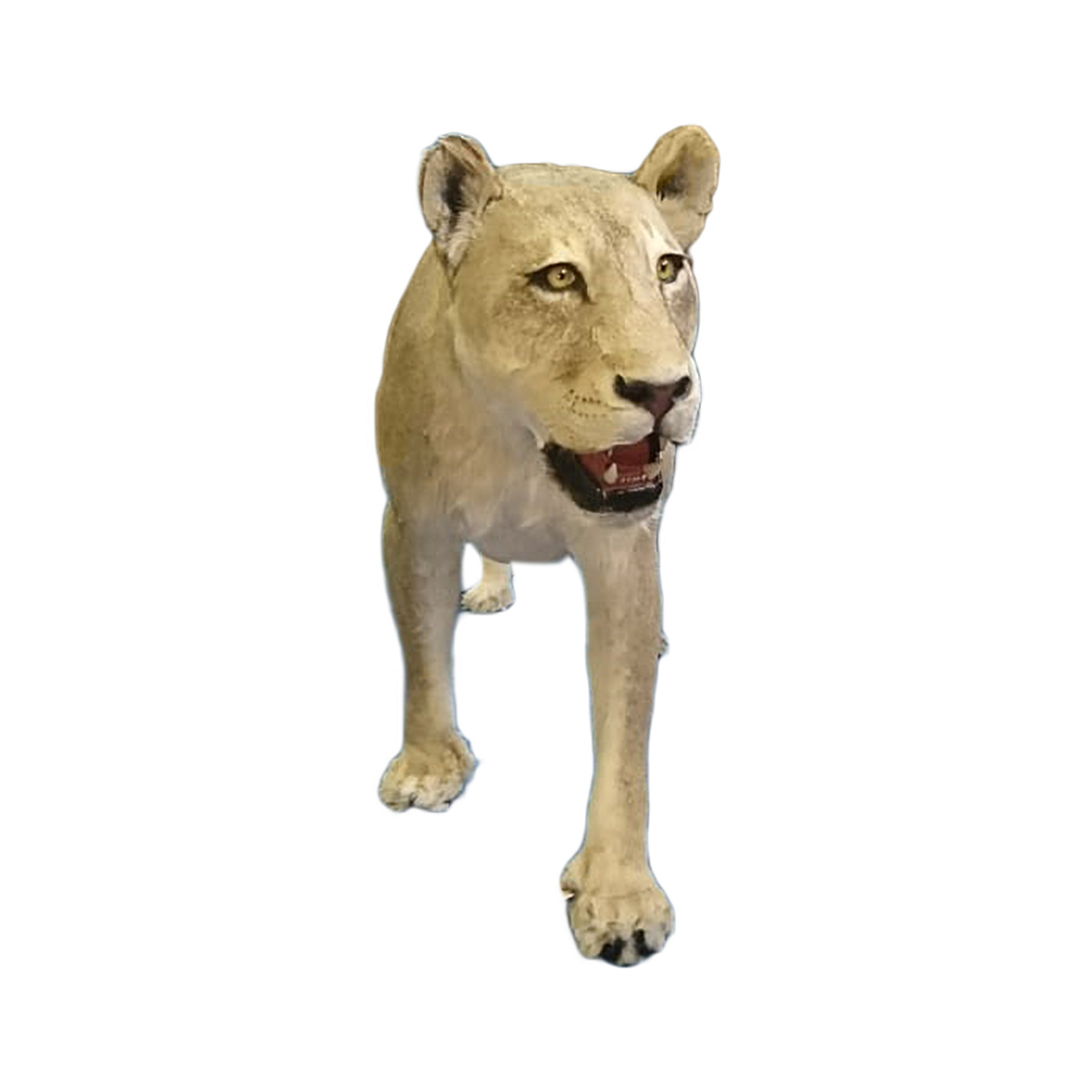 LIONESS FULL MOUNT LFM238 - Image 4