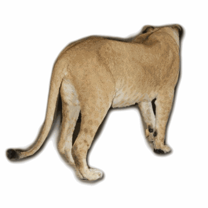 Lioness Full Mount LFM28 - Image 2