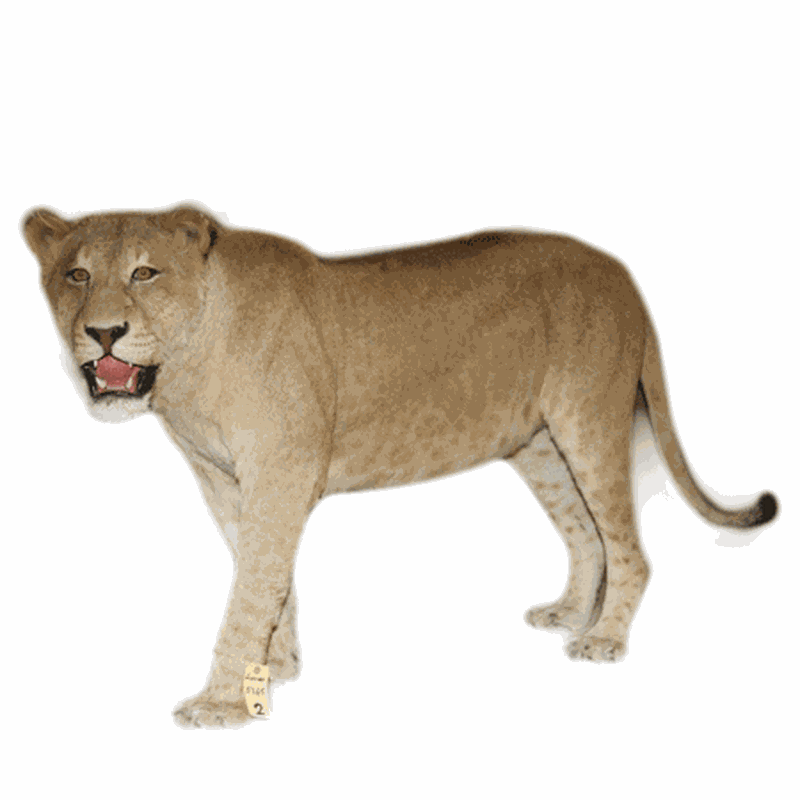 Lioness Full Mount LFM28