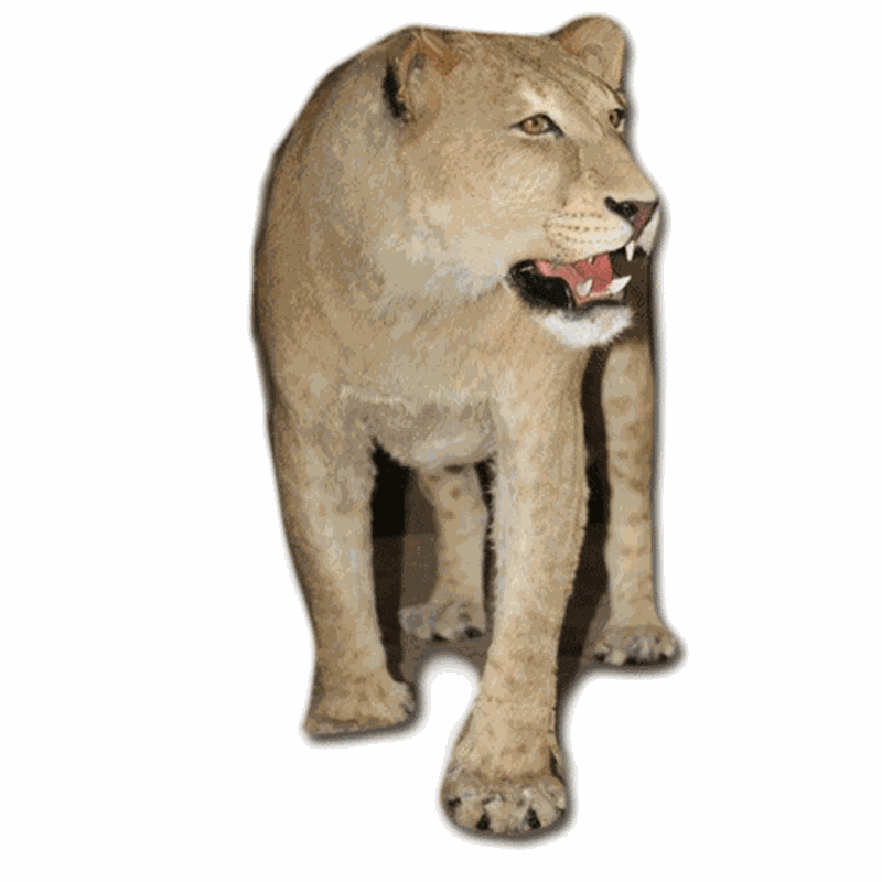 Lioness Full Mount LFM28 - Image 3