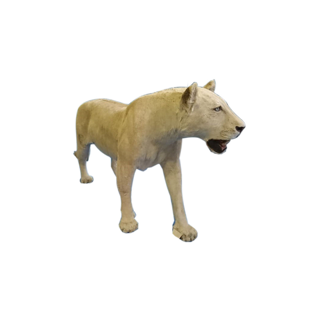 LIONESS FULL MOUNT LNFM98 - Image 2