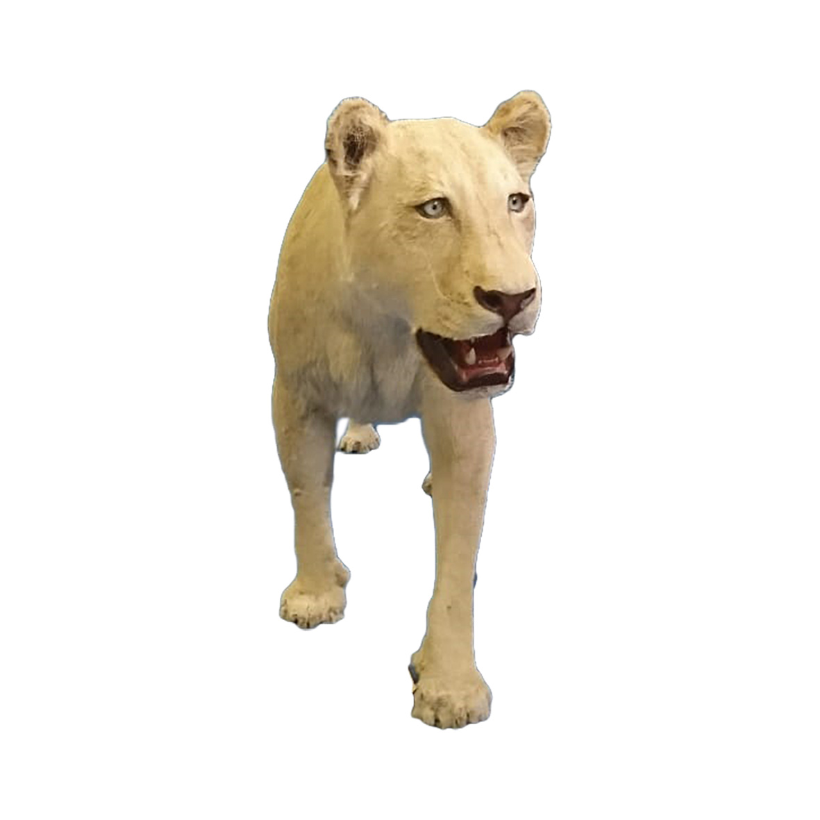 LIONESS FULL MOUNT LNFM98 - Image 4
