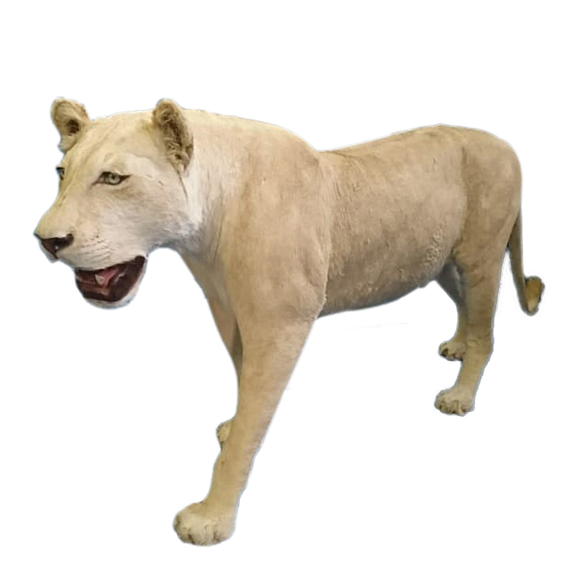 LIONESS FULL MOUNT LNFM98