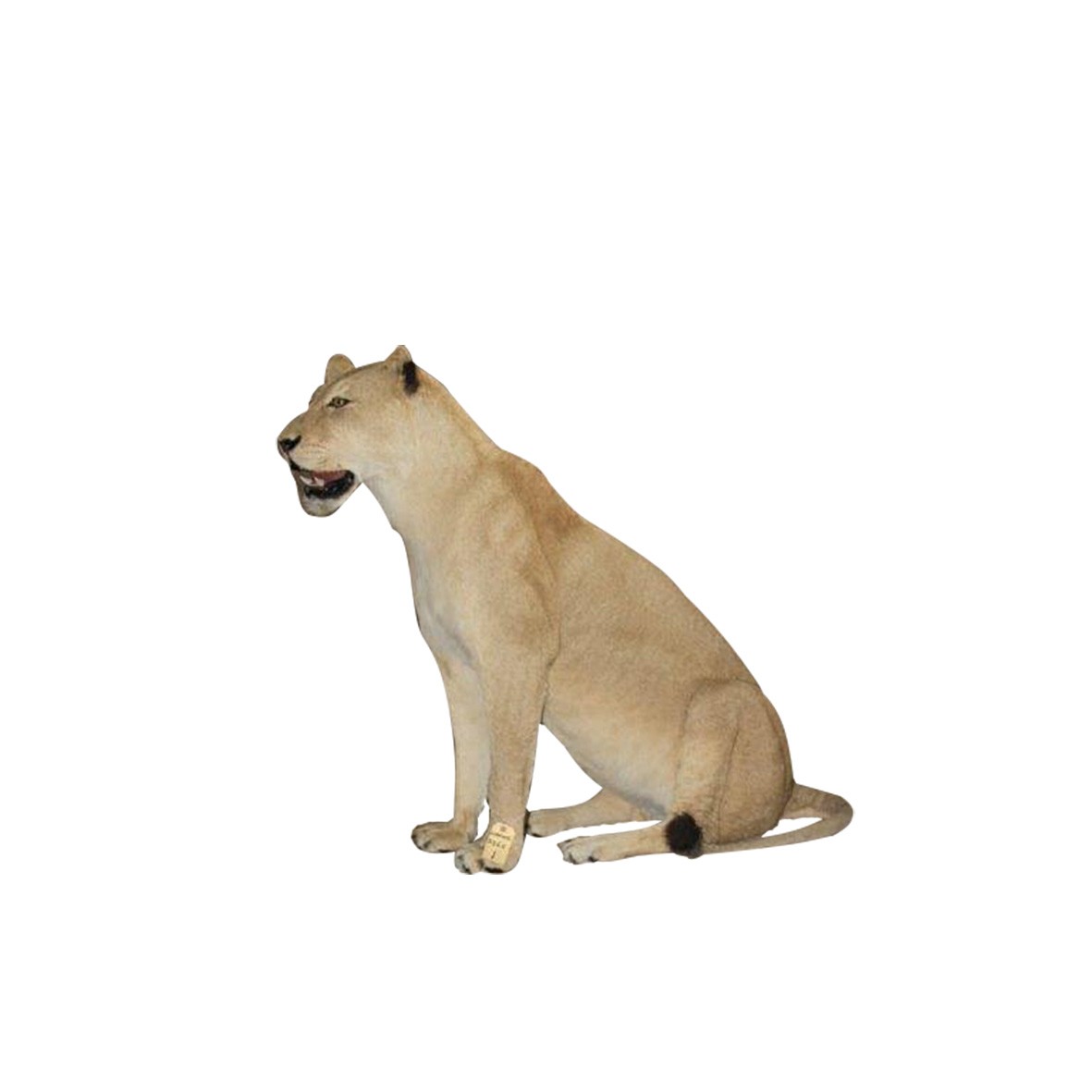 LIONESS FULL MOUNT SITTING LFMST2 - Image 2