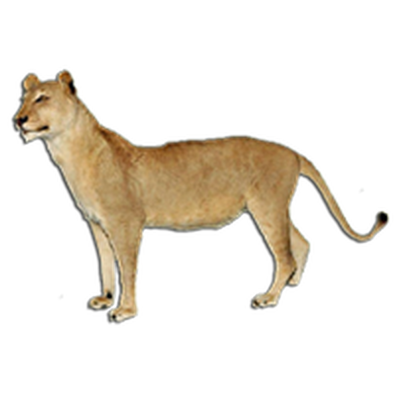Lioness Full Mount Standing - LFMS091 - Image 2