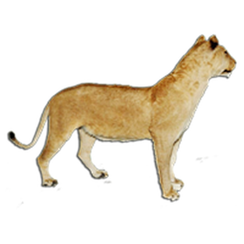 Lioness Full Mount Standing - LFMS091 - Image 4