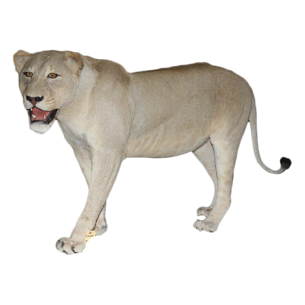 LIONESS FULL MOUNT STANDING LFMS3