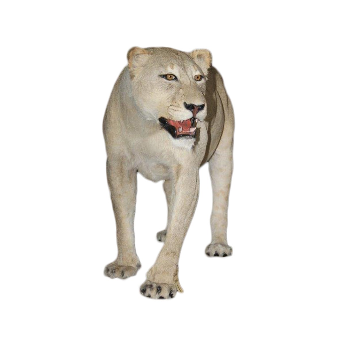 LIONESS FULL MOUNT STANDING LFMS3 - Image 3