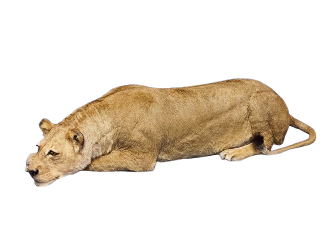 Lioness Full Mount 001