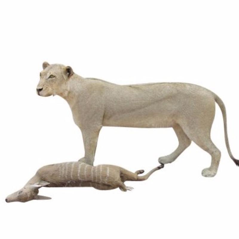 Lioness Full Mount1