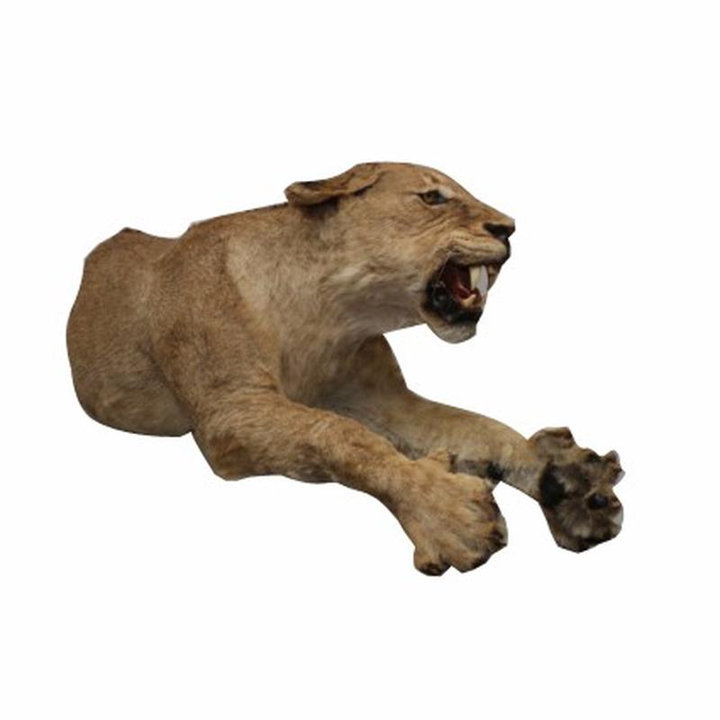 Lioness Half Mount LF03