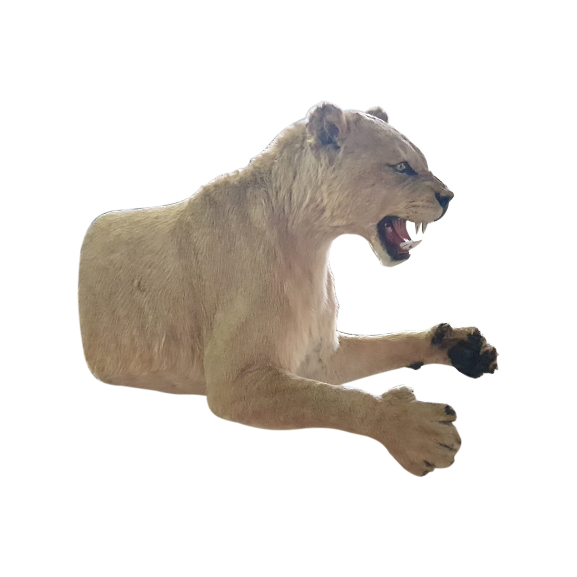 LIONESS HALF MOUNT LSHN1 - Image 2