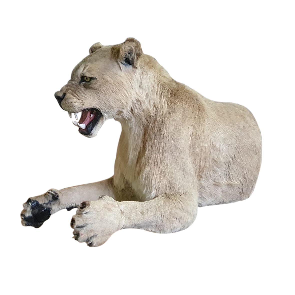 LIONESS HALF MOUNT LSHN1