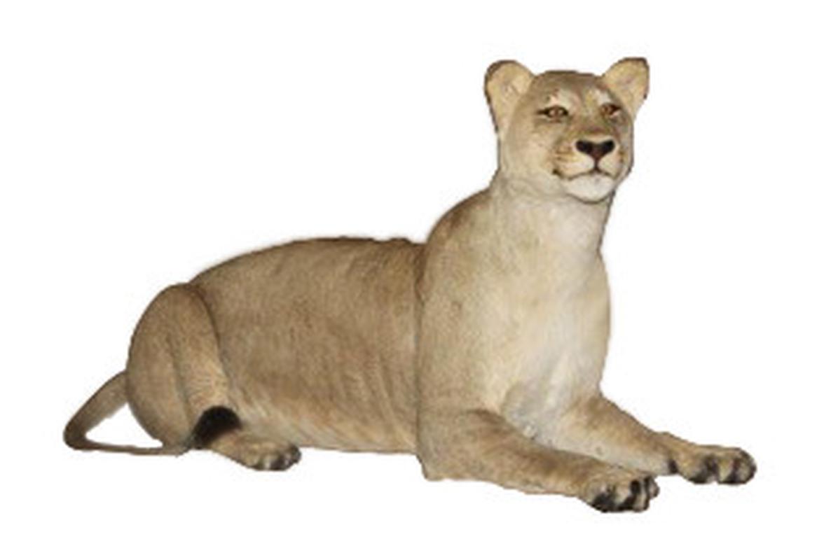 Lioness Lying Down Full Mount - LFFM003 - Image 3
