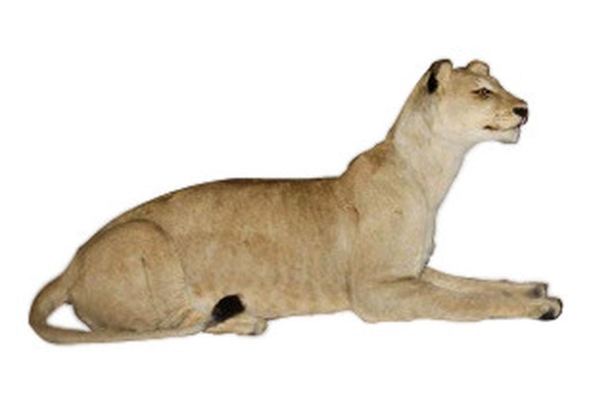 Lioness Lying Down Full Mount - LFFM003 - Image 4