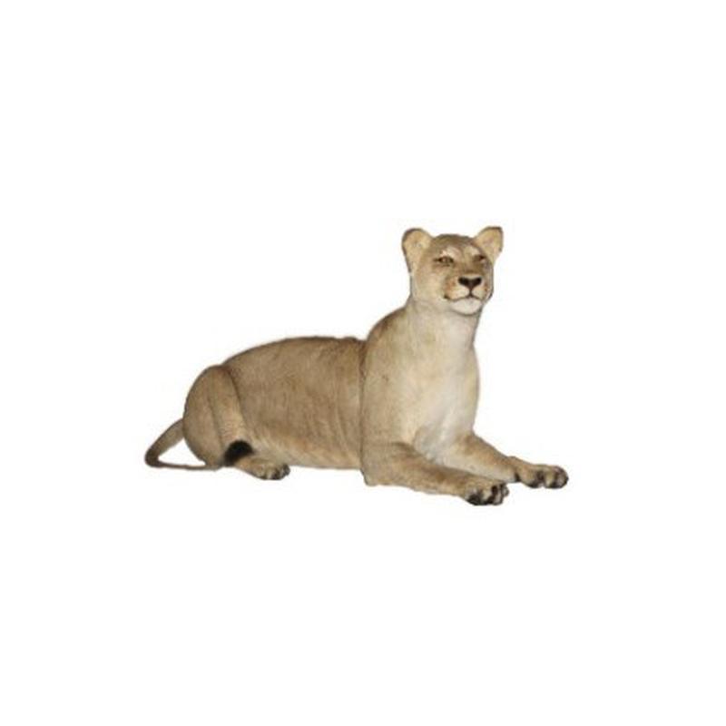 Lioness Lying Down Full Mount - LFFM003