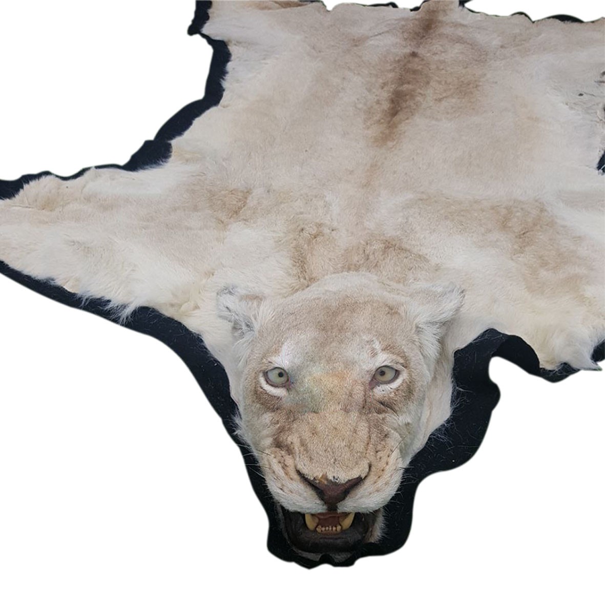 Lioness Rug - FLR01 - Image 6