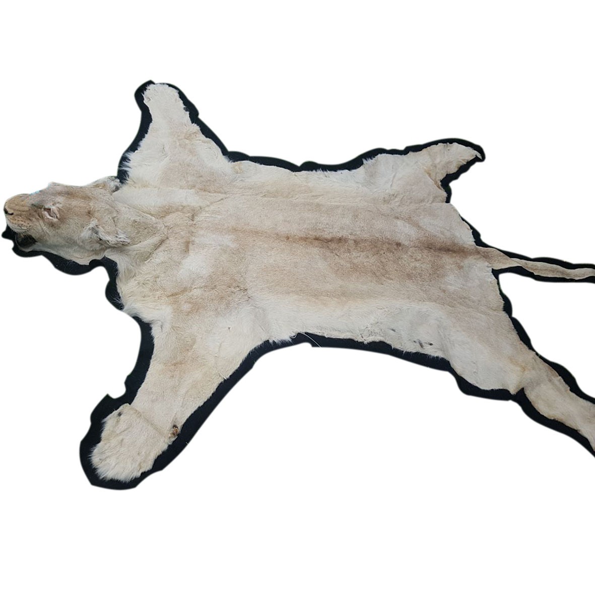 Lioness Rug - FLR01 - Image 4