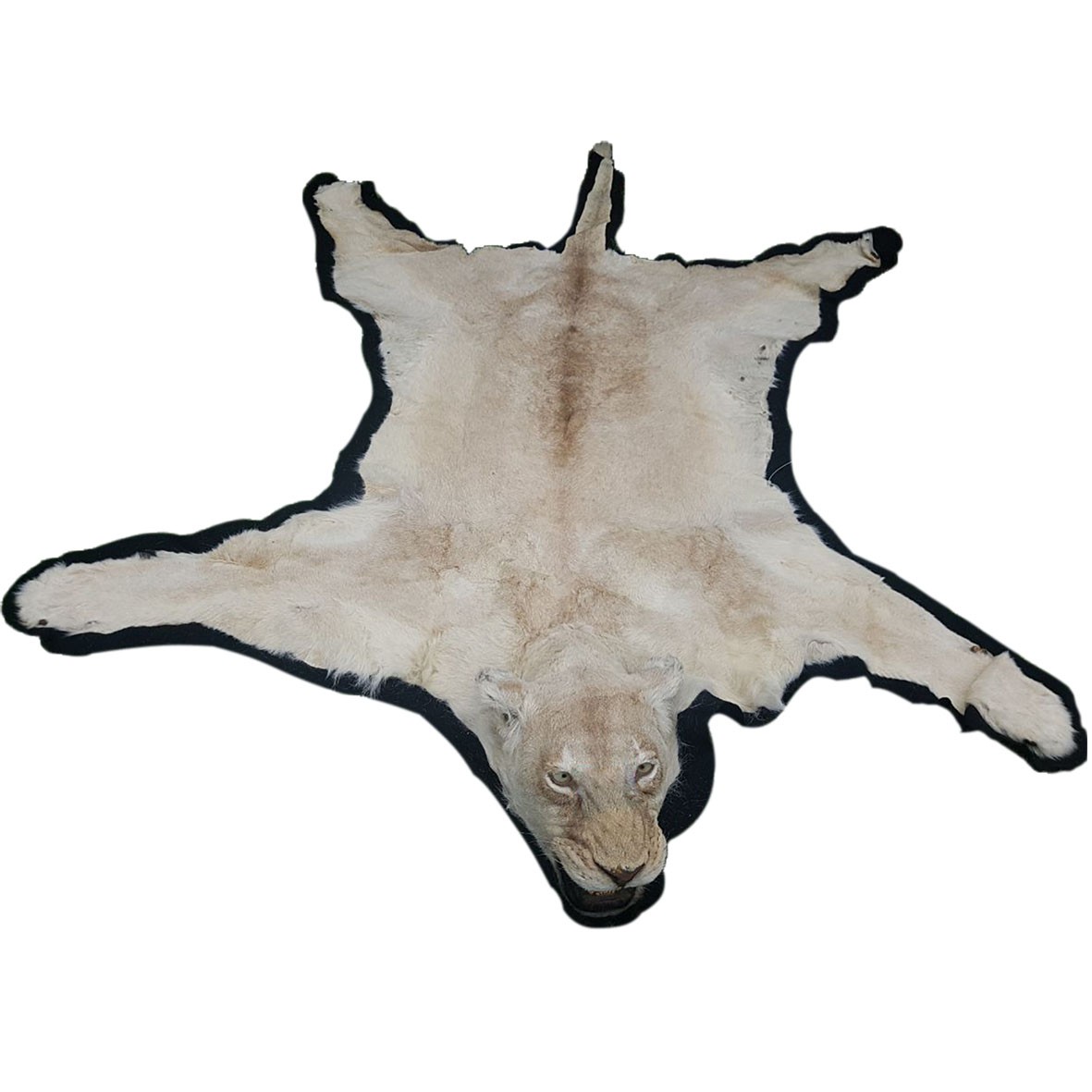 Lioness Rug - FLR01 - Image 5